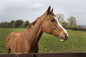 _gorgeous middleham racehorse.jpg